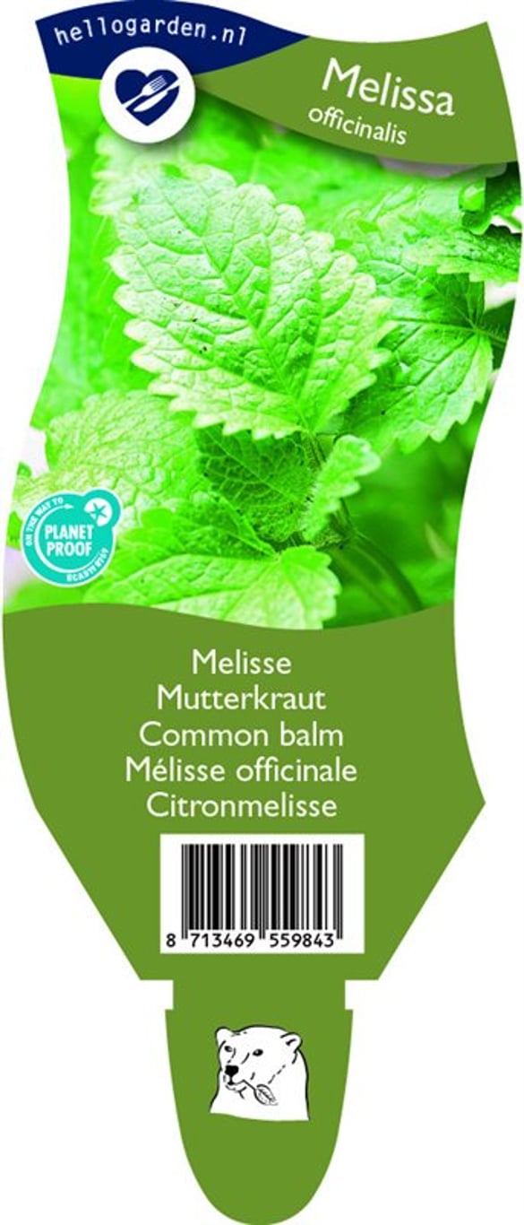 Melissa officinalis - P11